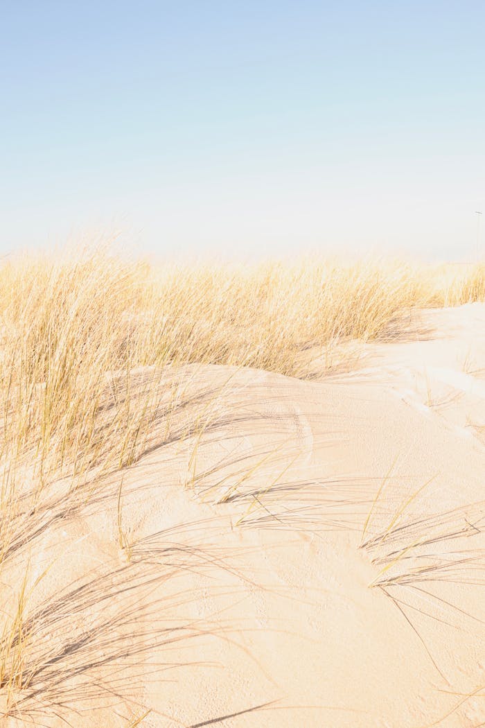 Serene view of sandy dunes with brown grass under a clear blue sky in Graal-Müritz, Germany.